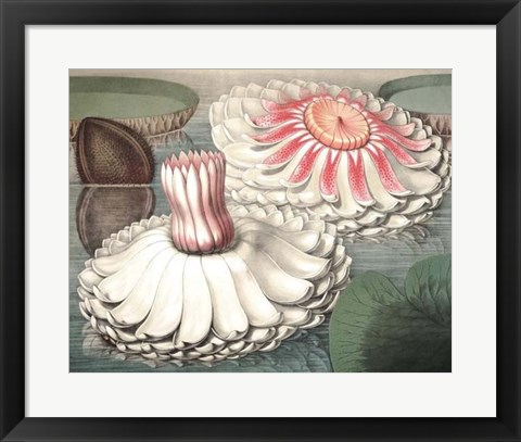 Framed Vintage Water Lily II Print