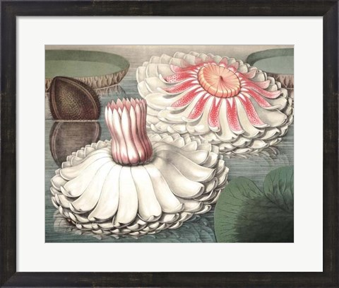 Framed Vintage Water Lily II Print
