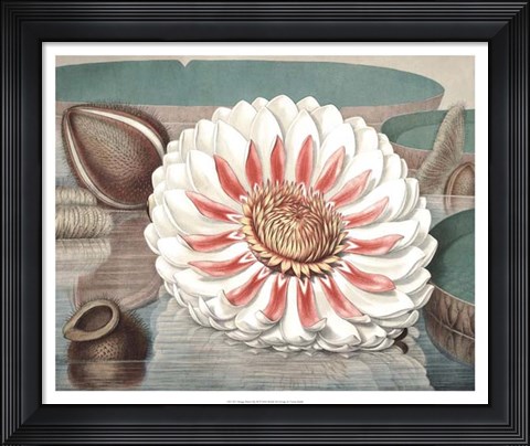 Framed Vintage Water Lily III Print