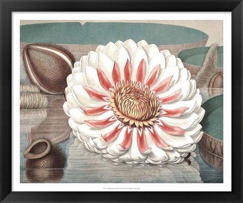 Framed Vintage Water Lily III Print