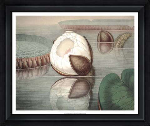 Framed Vintage Water Lily IV Print