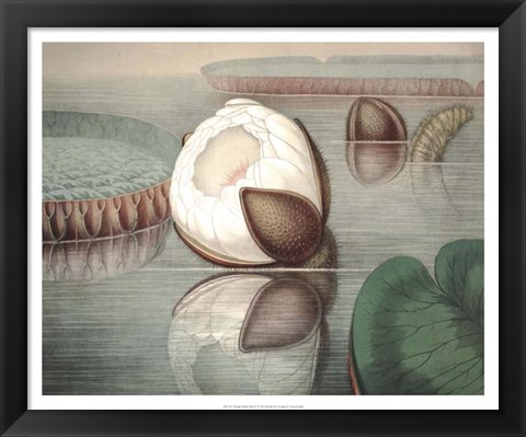 Framed Vintage Water Lily IV Print