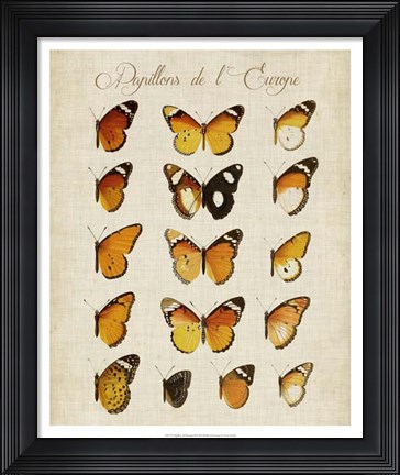 Framed Papillons de L'Europe II Print