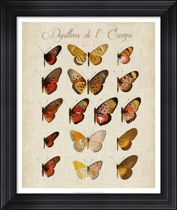 Framed Papillons de L'Europe III Print