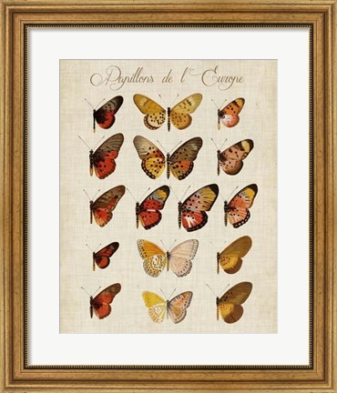 Framed Papillons de L&#39;Europe III Print