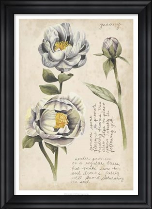 Framed Garden Studies IV Print