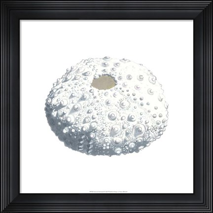 Framed Seashore Souvenirs II Print