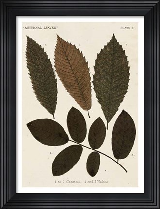 Framed Autumnal Leaves I Print