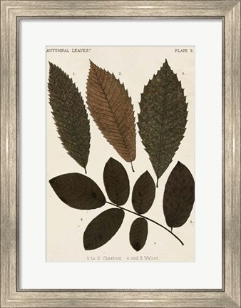 Framed Autumnal Leaves I Print