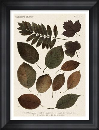 Framed Autumnal Leaves II Print