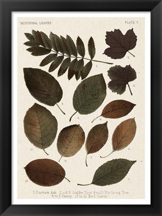 Framed Autumnal Leaves II Print