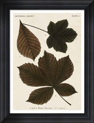 Framed Autumnal Leaves III Print