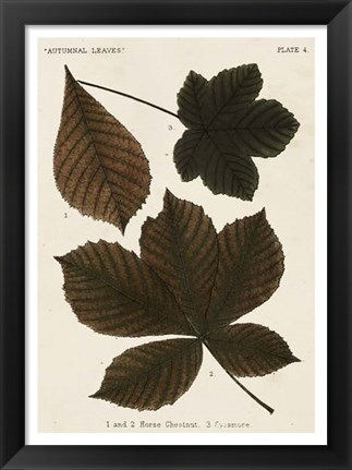 Framed Autumnal Leaves III Print