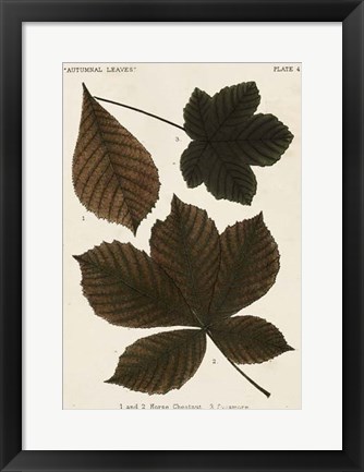 Framed Autumnal Leaves III Print