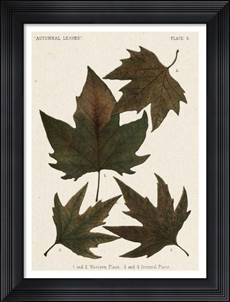 Framed Autumnal Leaves IV Print
