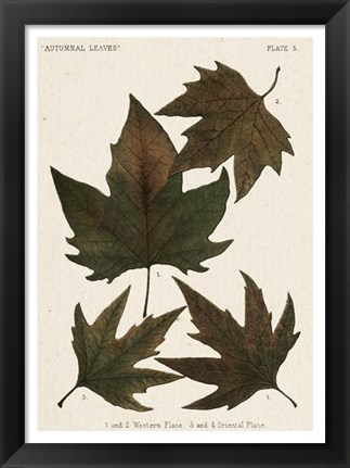 Framed Autumnal Leaves IV Print