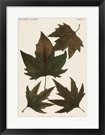 Framed Autumnal Leaves IV Print