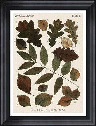 Framed Autumnal Leaves V Print