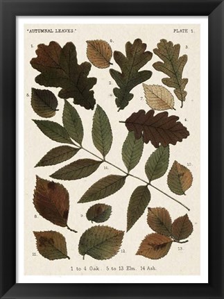 Framed Autumnal Leaves V Print