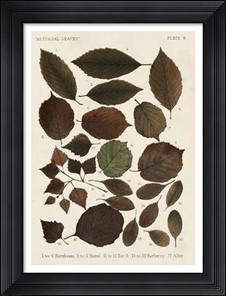 Framed Autumnal Leaves VI Print