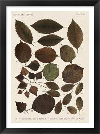 Framed Autumnal Leaves VI Print