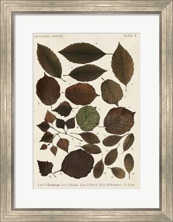 Framed Autumnal Leaves VI Print