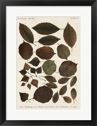 Framed Autumnal Leaves VI Print