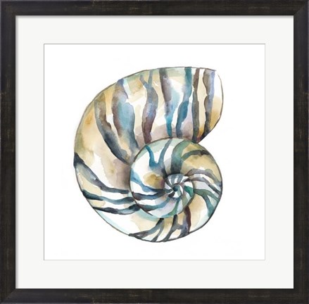 Framed Aquarelle Shells II Print