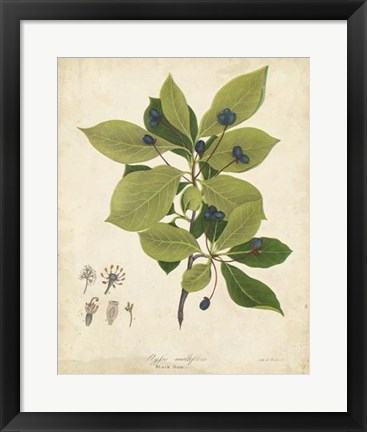 Framed Black Gum Tree Foliage Print