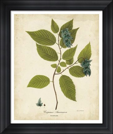 Framed Hornbeam Tree Foliage Print