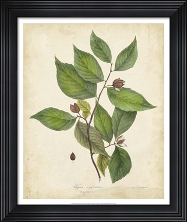 Framed Beech Tree Foliage Print