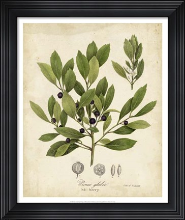 Framed Ink-berry Tree Foliage Print