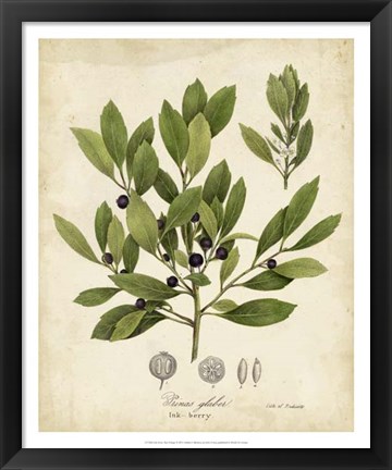 Framed Ink-berry Tree Foliage Print