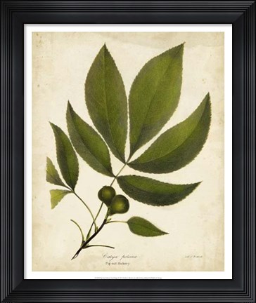 Framed Pig-nut Hickory Tree Folige Print