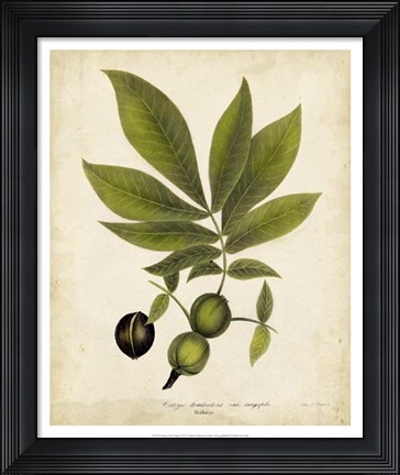 Framed Hickory Tree Foliage Print