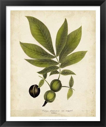 Framed Hickory Tree Foliage Print
