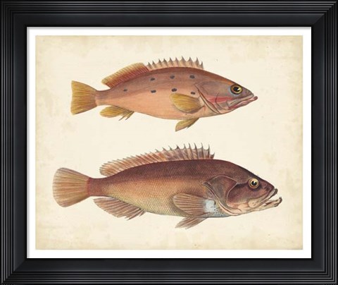 Framed Antique Fish Species I Print