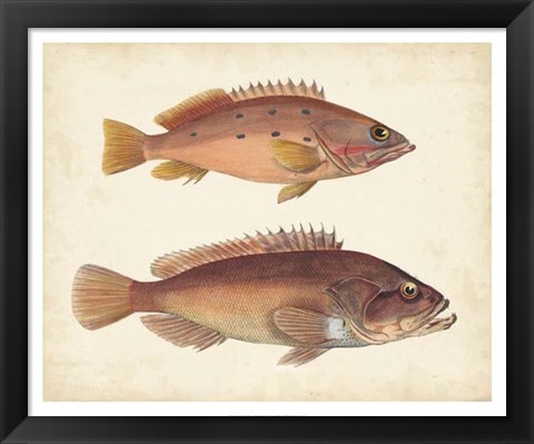 Framed Antique Fish Species I Print