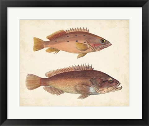 Framed Antique Fish Species I Print