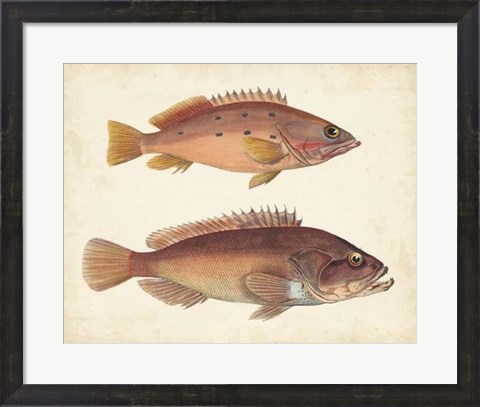 Framed Antique Fish Species I Print