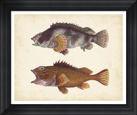 Framed Antique Fish Species II Print