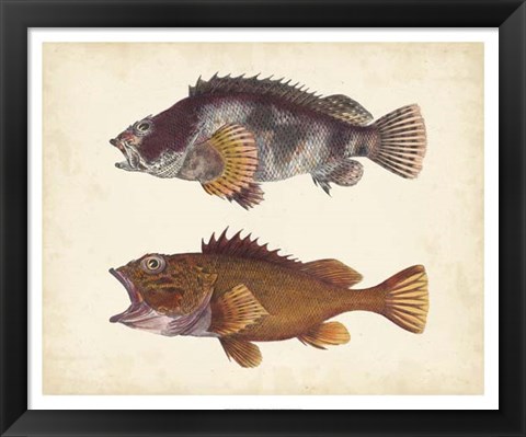 Framed Antique Fish Species II Print