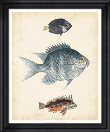 Framed Antique Fish Species III Print