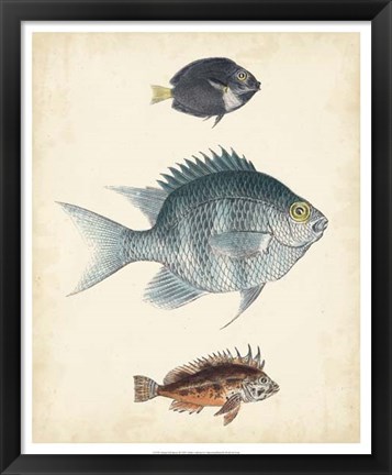 Framed Antique Fish Species III Print