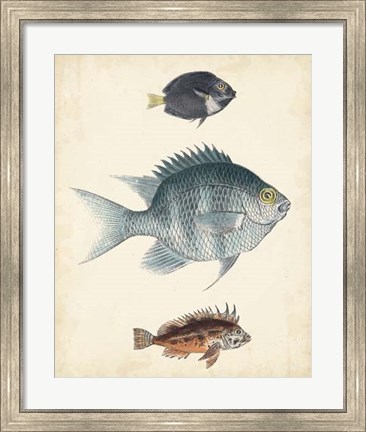 Framed Antique Fish Species III Print