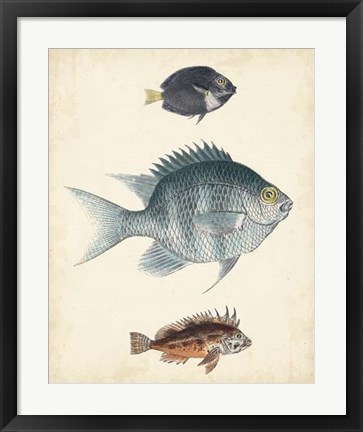 Framed Antique Fish Species III Print