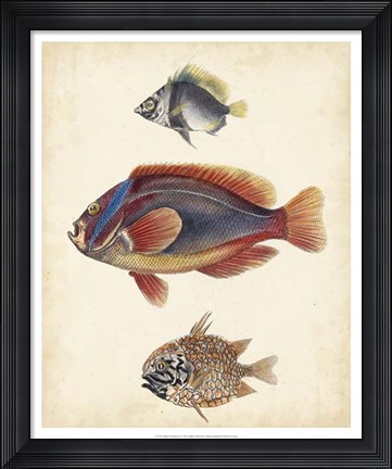 Framed Antique Fish Species IV Print