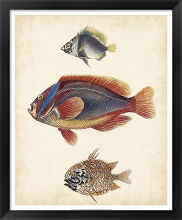 Framed Antique Fish Species IV Print