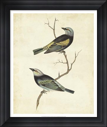 Framed Blue-headed Tanager Print
