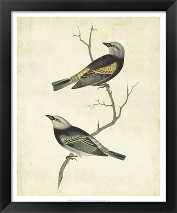 Framed Blue-headed Tanager Print